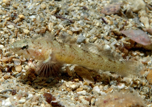 Chromogobius zebratus (Ghiozzo rigato)